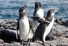 Pinguini Galapagos